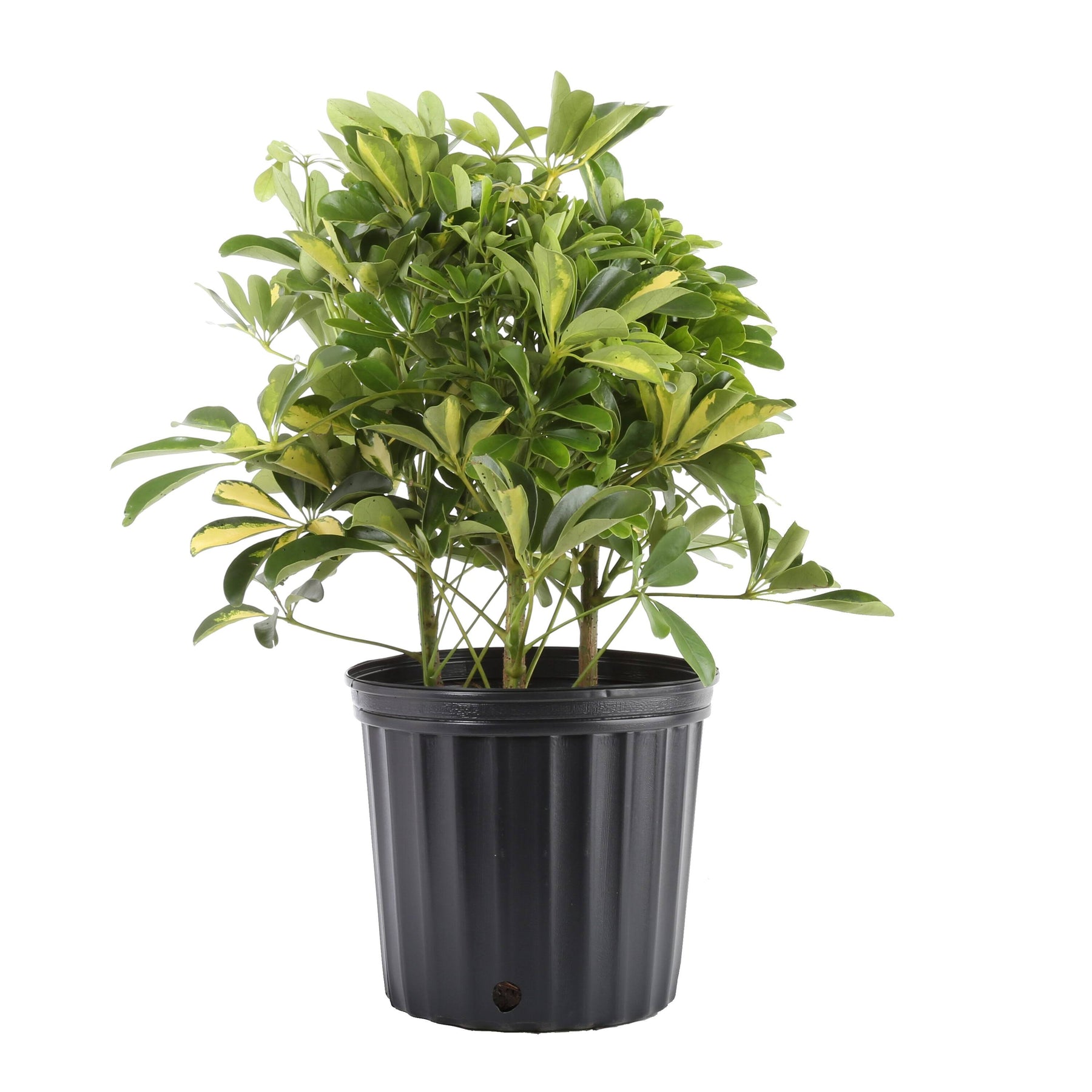 Lowe's Schefflera in 1.5-Gallon (S) Pot - Nursery - Product image 1