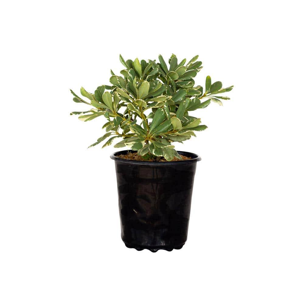 FLOWERWOOD Nursery, Inc 2.5 Qt. Variegated Pittosporum, Live Evergreen Shrub - Product image 1