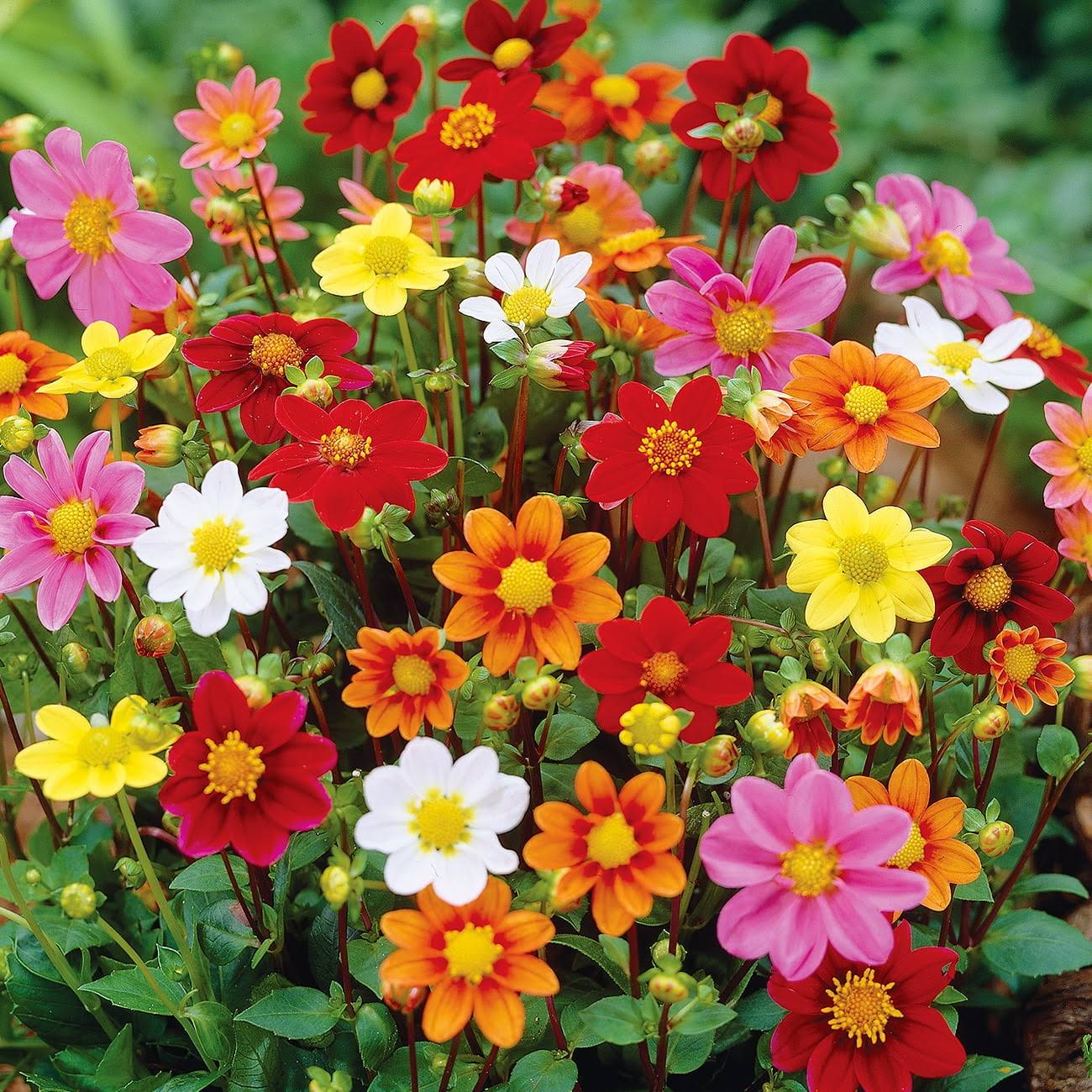 Van Zyverden Dahlia Border Mix Dormant Bulb Full Sun, Multi-Color - Product image 1