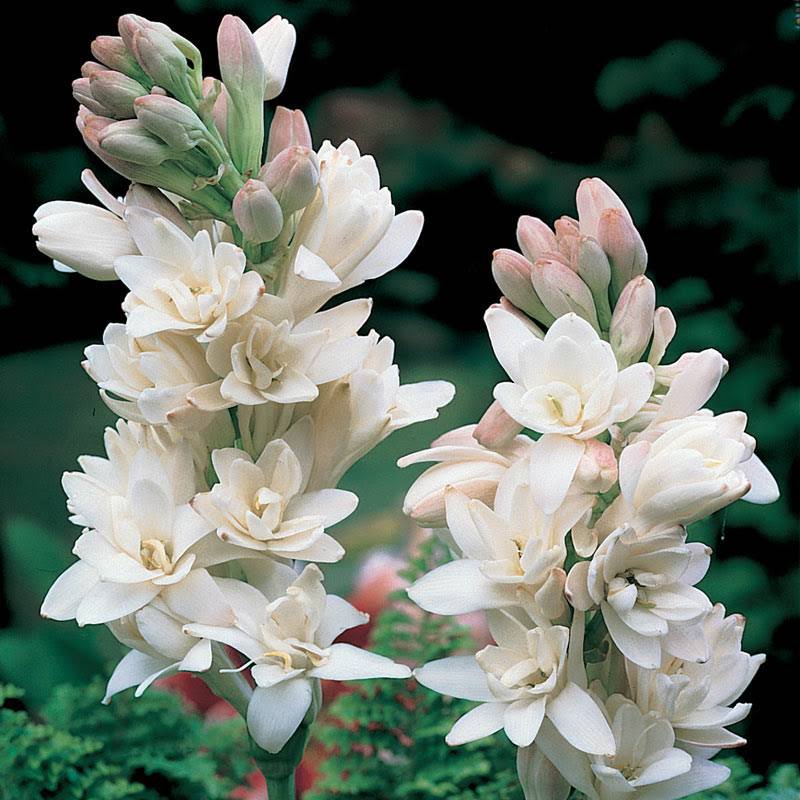 The Pearl Double Tuberose Bulb - 11-12 cm Bulb - Zone 3-10 - Product image 1